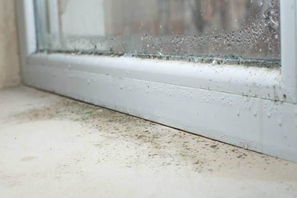 Best Preventive Mold Services in Lake Lotawana, MO